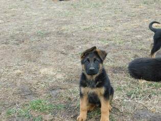 Medium German Shepherd Dog