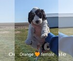 Small Photo #4 Bernedoodle Puppy For Sale in TABLE GROVE, IL, USA