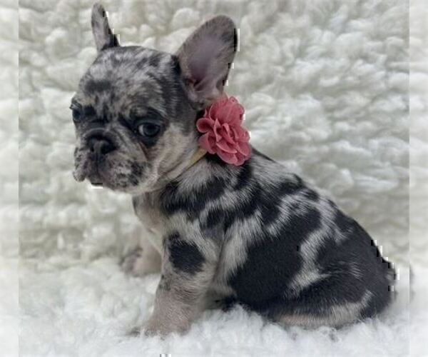 Medium Photo #22 French Bulldog Puppy For Sale in BOCA RATON, FL, USA