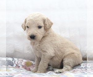 Goldendoodle Puppy for sale in CHERRY CREEK, NY, USA