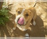 Small #12 American Pit Bull Terrier-Bull Terrier Mix