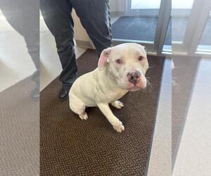 American Pit Bull Terrier Dogs for adoption in La Porte, IN, USA