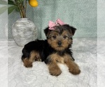 Small Photo #2 Yorkshire Terrier Puppy For Sale in FRANKLIN, IN, USA