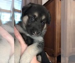 Small Photo #2 German Shepherd Dog Puppy For Sale in MCDONOUGH, GA, USA