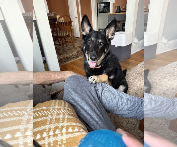 Medium Photo #1 Gerberian Shepsky Puppy For Sale in Minneapolis, MN, USA