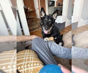 Gerberian Shepsky Dogs for adoption in Minneapolis, MN, USA