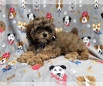 Small #2 Shih-Poo
