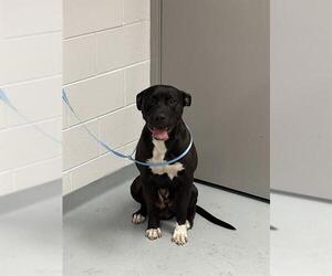 American Pit Bull Terrier-Unknown Mix Dogs for adoption in St. Cloud, FL, USA