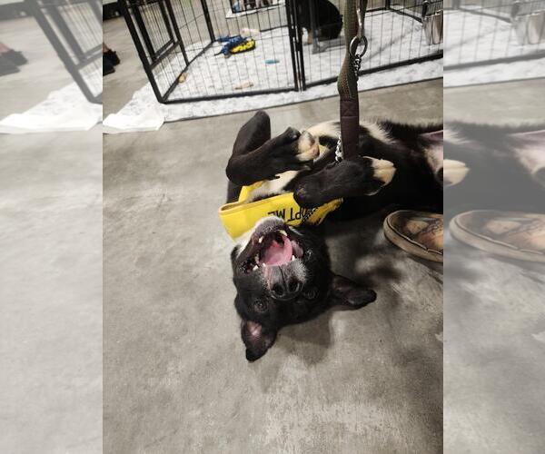 Medium Photo #8 Labrador Retriever-Unknown Mix Puppy For Sale in McDonough, GA, USA