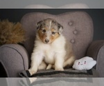 Small Photo #1 Collie Puppy For Sale in PILOT, VA, USA