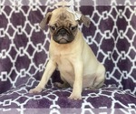 Small Photo #10 Pug Puppy For Sale in LAKELAND, FL, USA