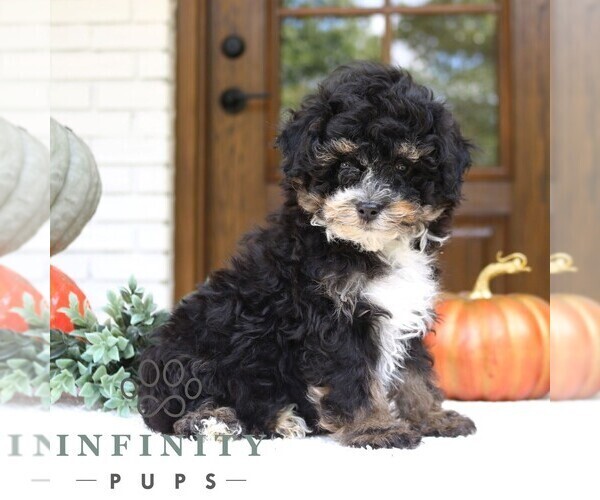 Medium Photo #3 Bernedoodle (Miniature) Puppy For Sale in PARADISE, PA, USA