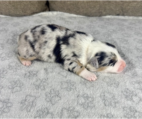 Medium Photo #9 Australian Shepherd Puppy For Sale in SALISBURY, NC, USA