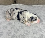 Small Photo #9 Australian Shepherd Puppy For Sale in SALISBURY, NC, USA