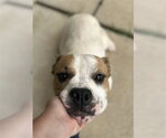 RESPITE - Male Bulldog-Unknown Mix Dog for Adoption - Small photo