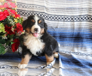 Bernese Mountain Dog Puppy for sale in SHILOH, OH, USA