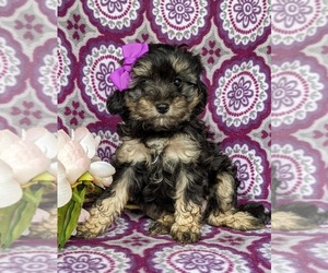 Havanese-Poodle (Toy) Mix Puppy for sale in QUARRYVILLE, PA, USA