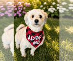 Small #1 Cock-A-Poo-Poodle (Miniature) Mix