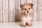 Small Morkie