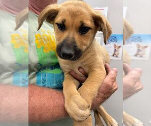 Mutt Dogs for adoption in Calgary, Alberta, Canada