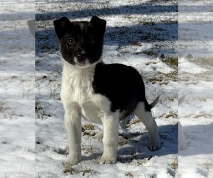 Border Collie Puppy for sale in FAIR HAVEN, MI, USA