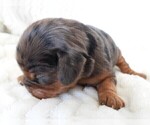 Puppy Puppy 7 Female Cavalier King Charles Spaniel