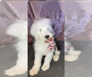 Old English Sheepdog Puppy for sale in ASHEBORO, NC, USA