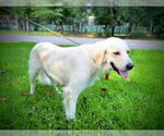Small #4 Great Pyrenees