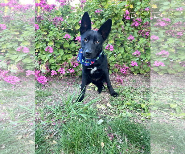 Medium Photo #4 Mutt Puppy For Sale in Yuba City, CA, USA