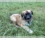 Puppy 2 German Shepherd Dog-Great Pyrenees Mix