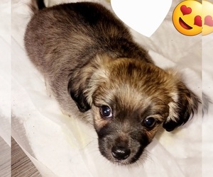 YorkiePoo Puppy for sale in KANKAKEE, IL, USA