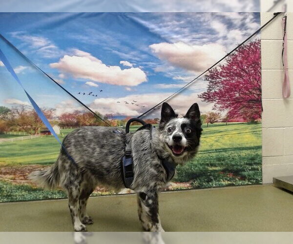 Medium Photo #1 Mutt Puppy For Sale in Moreno Valley, CA, USA