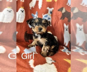 Yorkshire Terrier Puppy for sale in NORMAN, OK, USA