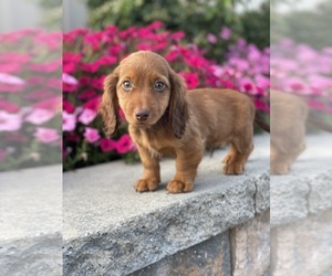 Dachshund Puppy for sale in CANOGA, NY, USA