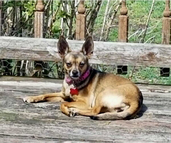 Medium Photo #5 Chihuahua Puppy For Sale in Mount Laurel, NJ, USA