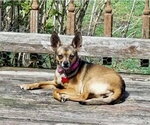 Small #4 Chihuahua
