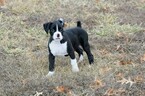 Small Photo #66 Boxer Puppy For Sale in CHILHOWEE, MO, USA