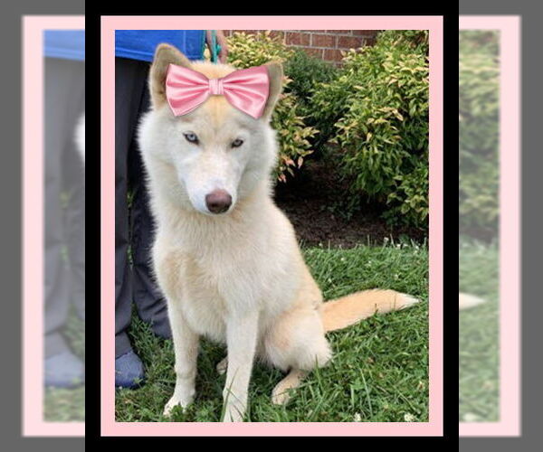 Medium Photo #1 Siberian Husky Puppy For Sale in Mt. Laurel, NJ, USA