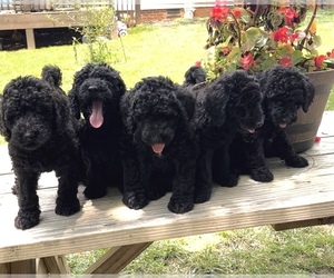 Goldendoodle (Miniature) Puppy for sale in DENTON, NC, USA