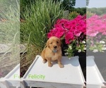 Small Photo #2 Golden Retriever Puppy For Sale in SHERIDAN, MI, USA