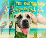 Small #1 Bulldog Mix