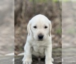 Small Photo #5 Labrador Retriever Puppy For Sale in COUNCIL BLUFFS, IA, USA