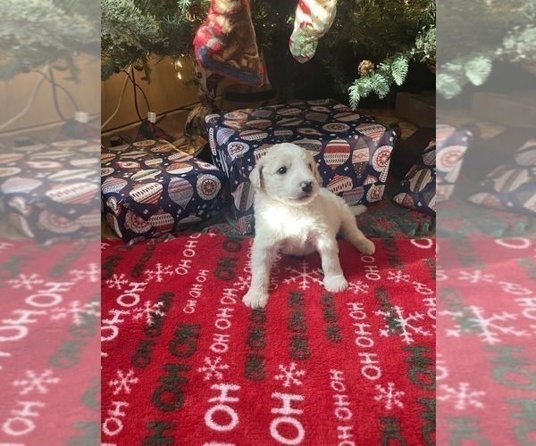 Medium Photo #6 Goldendoodle Puppy For Sale in ELLISGROVE, IL, USA