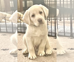 Labrador Retriever Puppy for sale in VACAVILLE, CA, USA