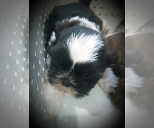 Medium Photo #7 Shih Tzu Puppy For Sale in OTTAWA, OH, USA