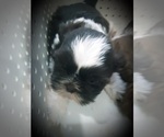 Small Photo #7 Shih Tzu Puppy For Sale in OTTAWA, OH, USA
