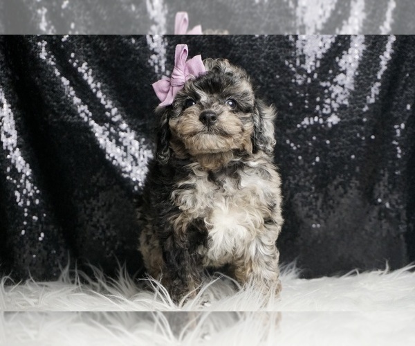 Medium Photo #4 Poodle (Miniature) Puppy For Sale in WARSAW, IN, USA