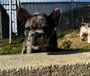 French Bulldog Puppy for sale in ARBUTUS, MD, USA