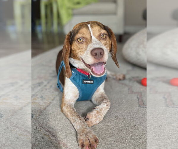 Medium Photo #6 Beagle Puppy For Sale in Dunnellon, FL, USA