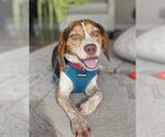 Small #5 Beagle